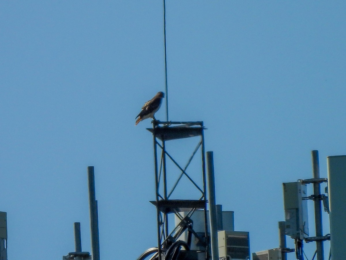 Red-tailed Hawk - ML579902711