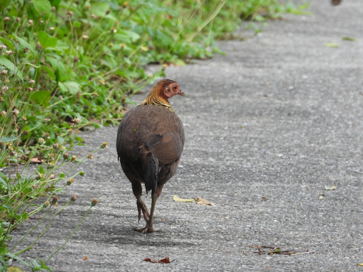 Red Junglefowl - ML579902731