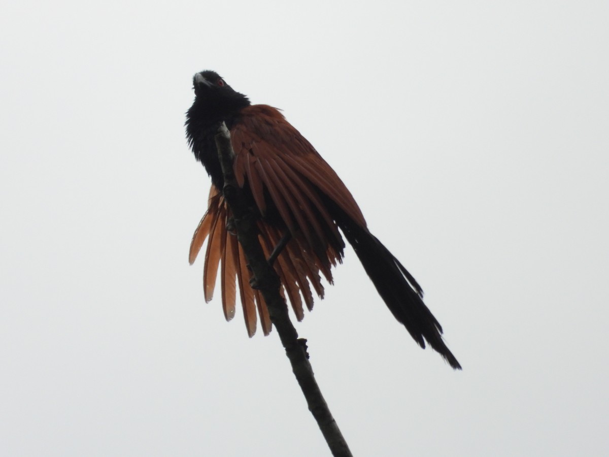 Greater Coucal - ML579902791