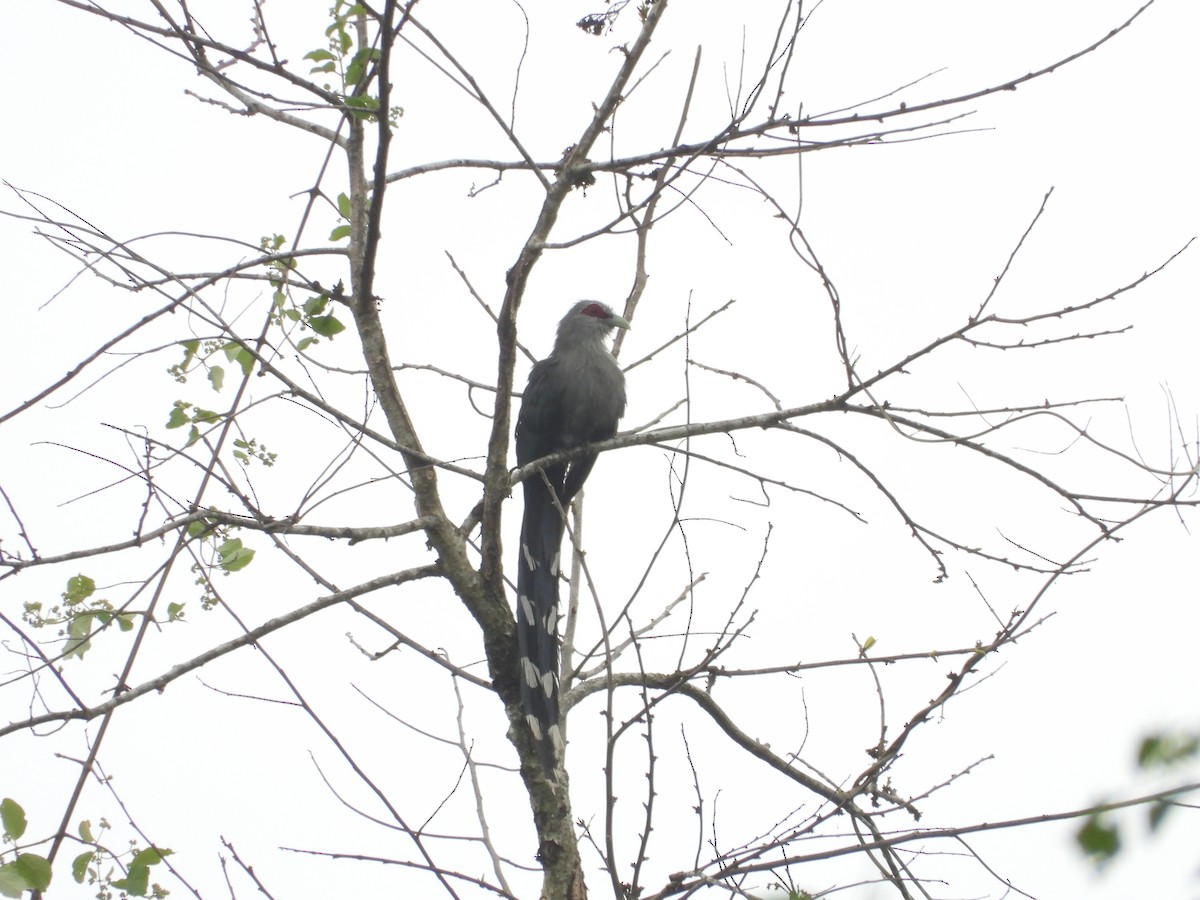 Green-billed Malkoha - ML579902991