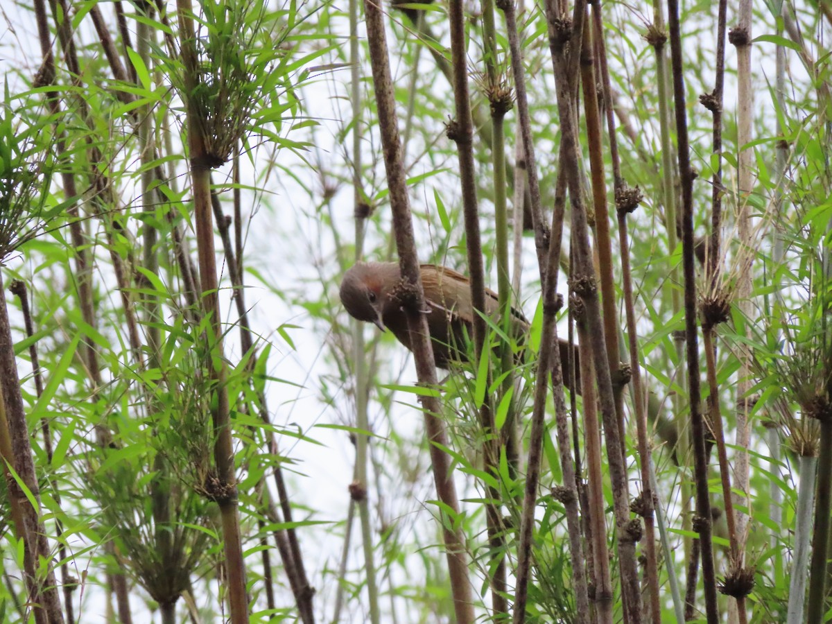 Streaked Laughingthrush - ML579903181