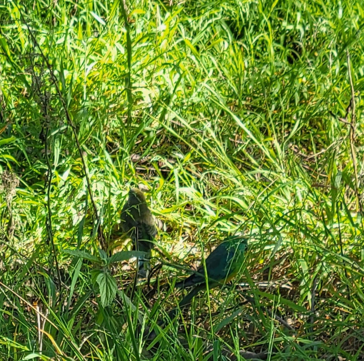 Red-rumped Parrot - ML579904241
