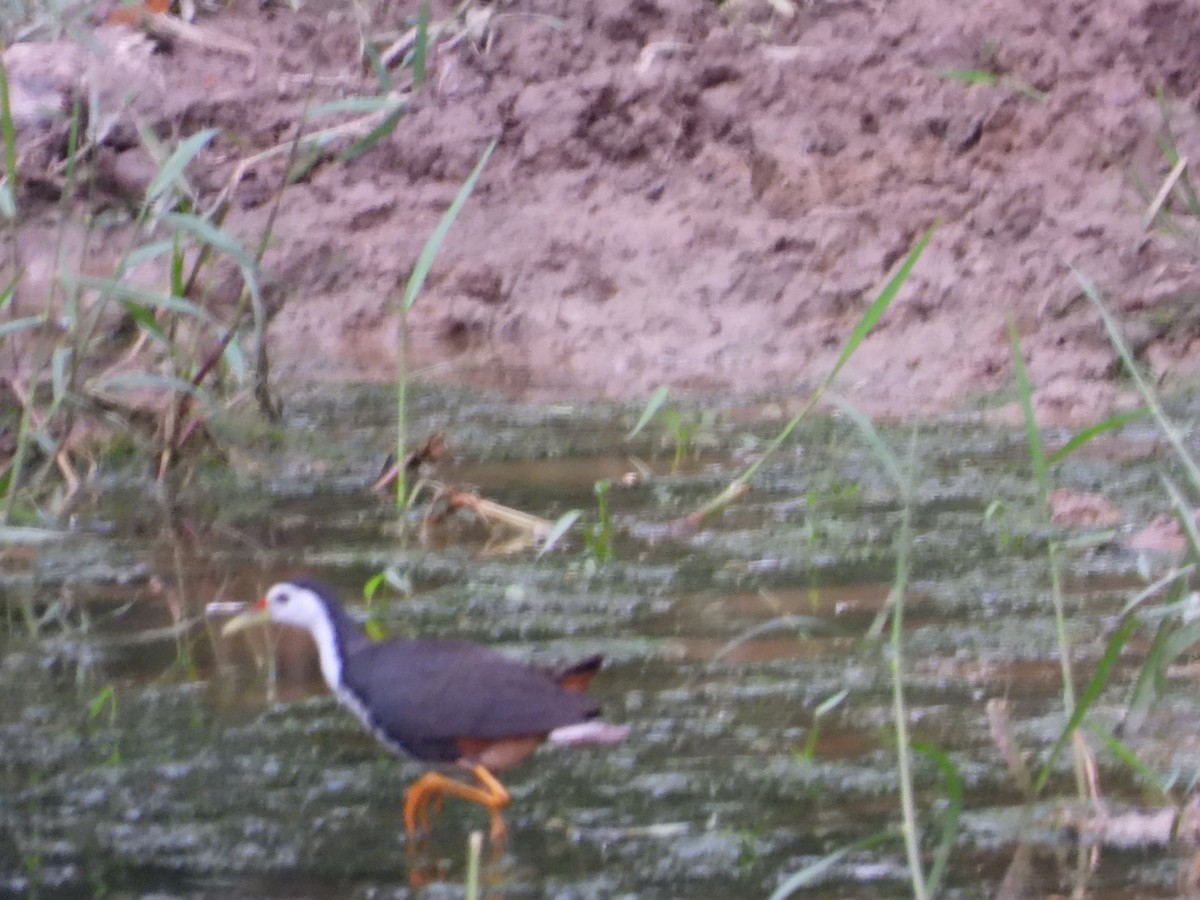 White-breasted Waterhen - ML579904451