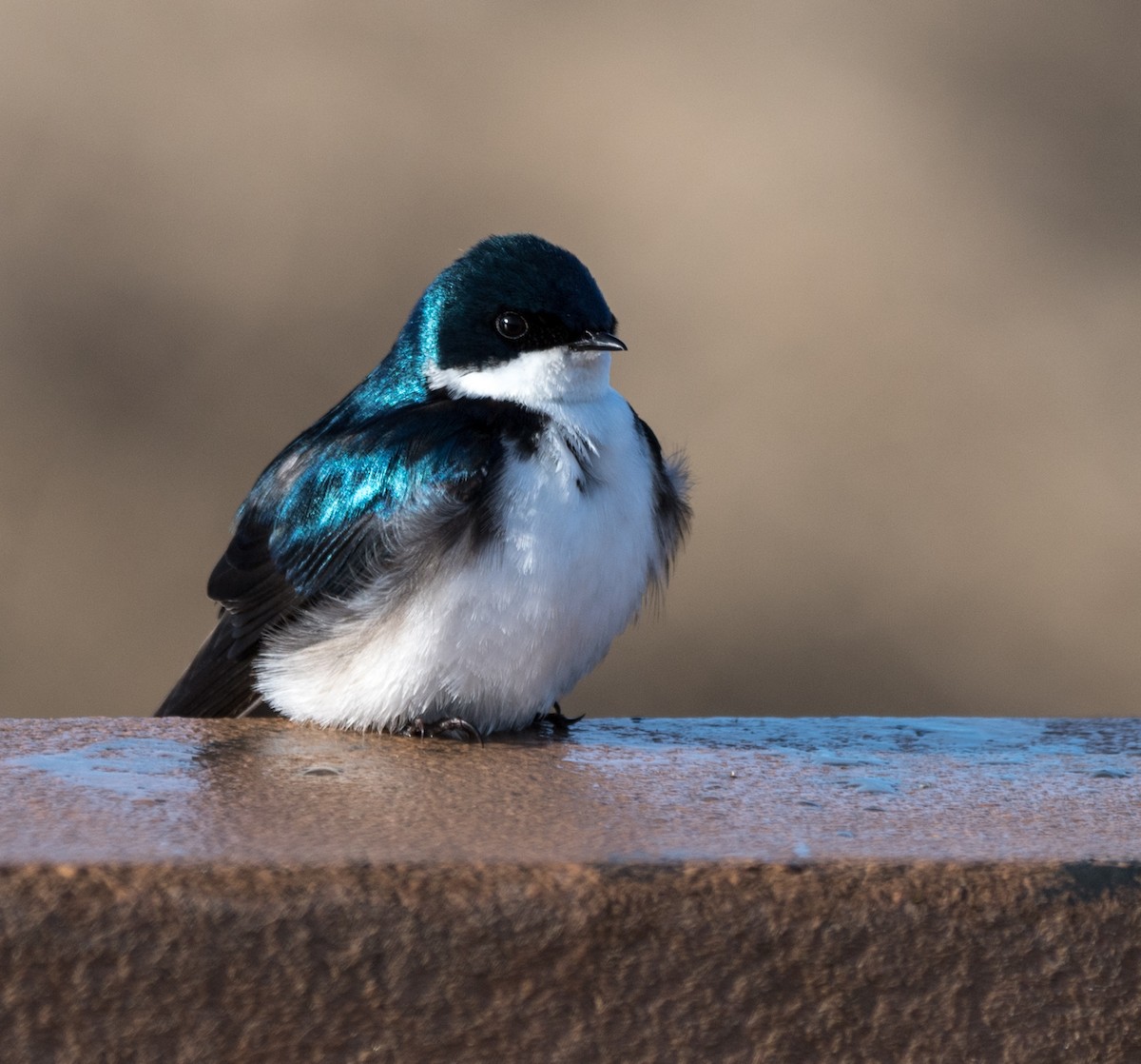 Tree Swallow - William Wuttke