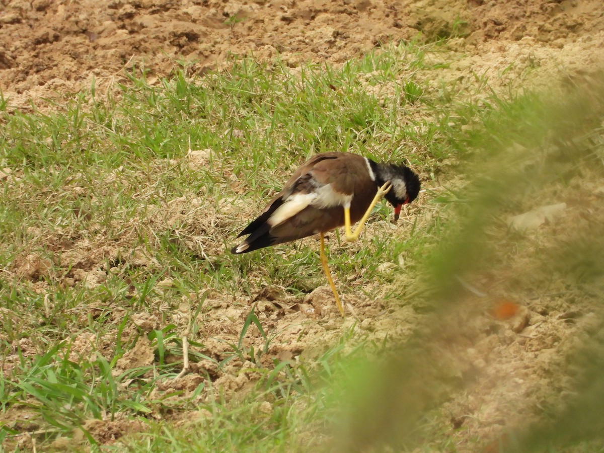 Red-wattled Lapwing - Itthinat Sang-ime