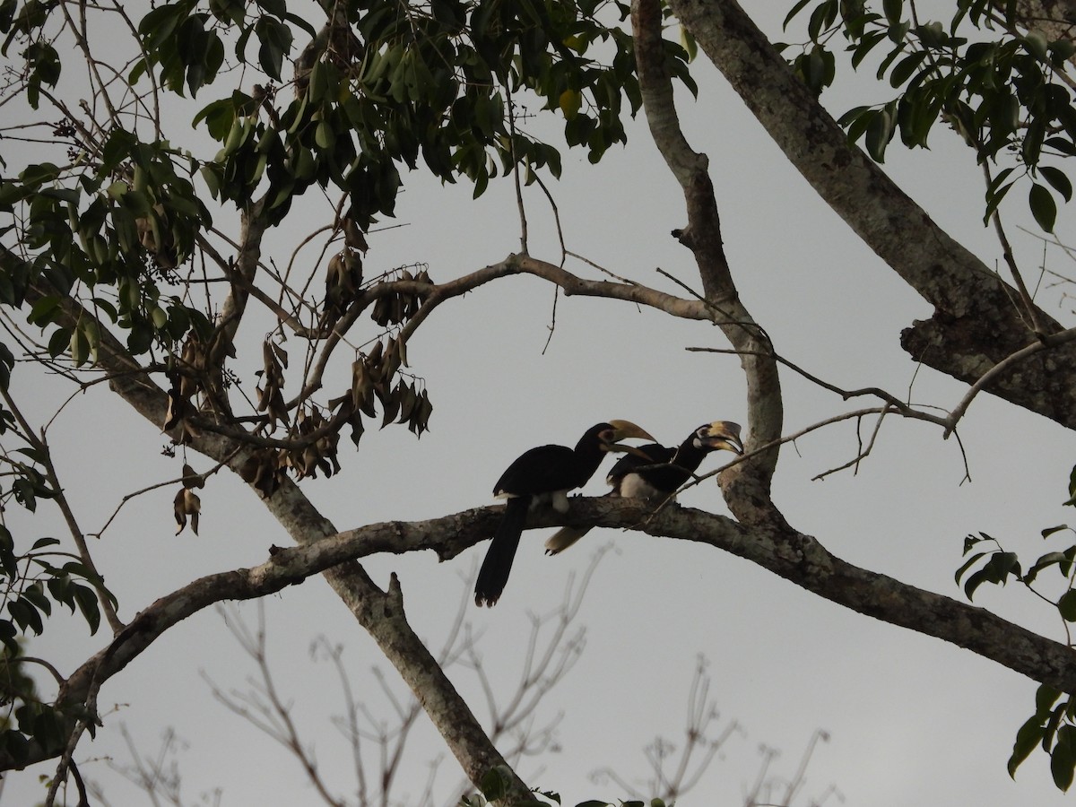 Oriental Pied-Hornbill - ML579904901