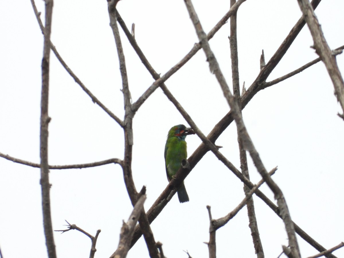 Mavi Kulaklı Barbet - ML579905071