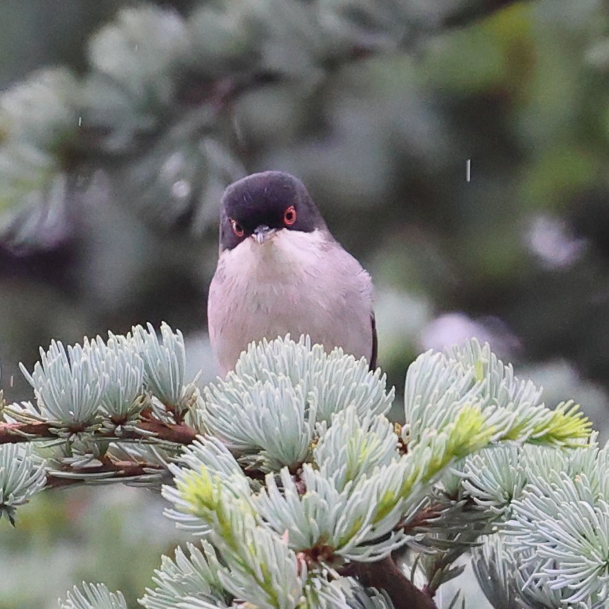 Curruca Cabecinegra - ML579905121