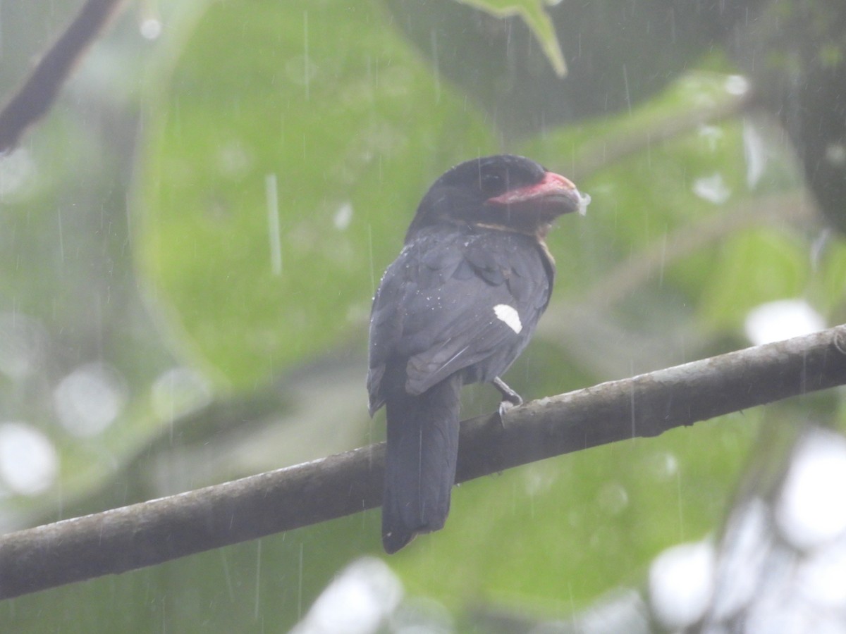 Dusky Broadbill - ML579905191