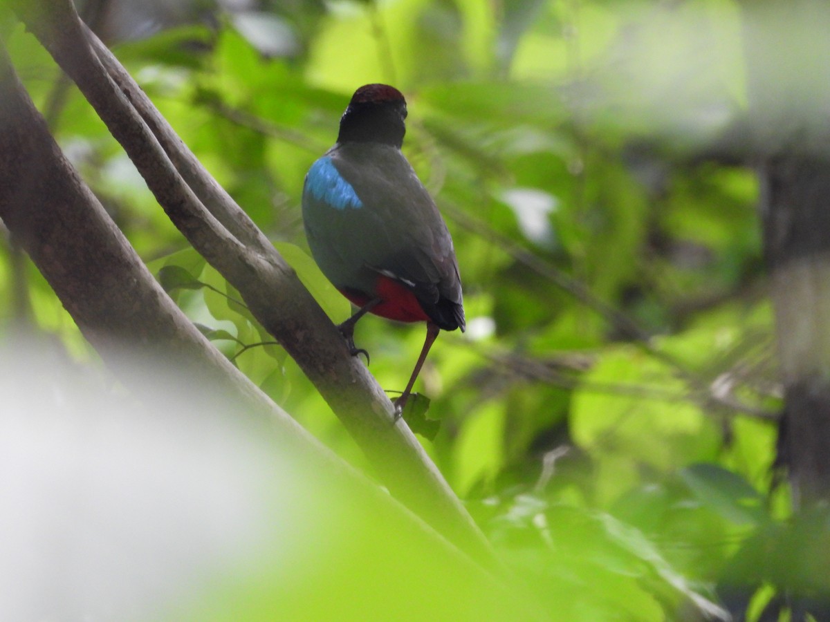 Western Hooded Pitta - ML579905411