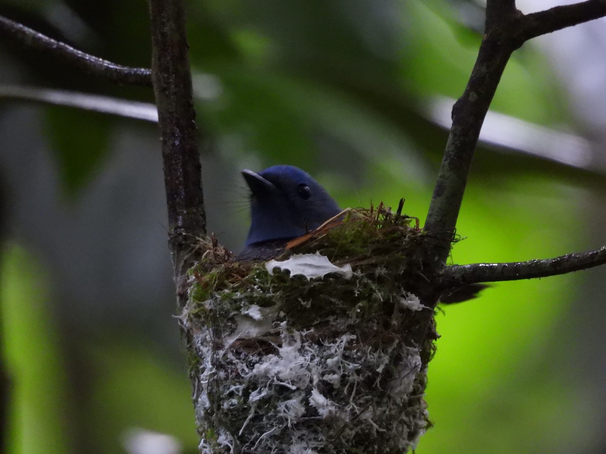 Black-naped Monarch - ML579905491