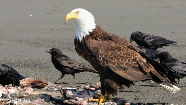 Bald Eagle - ML579905581