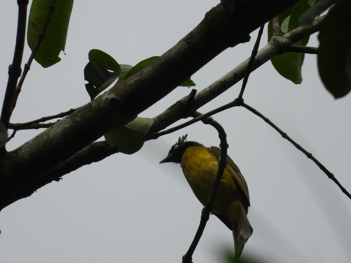 Black-crested Bulbul - ML579905751