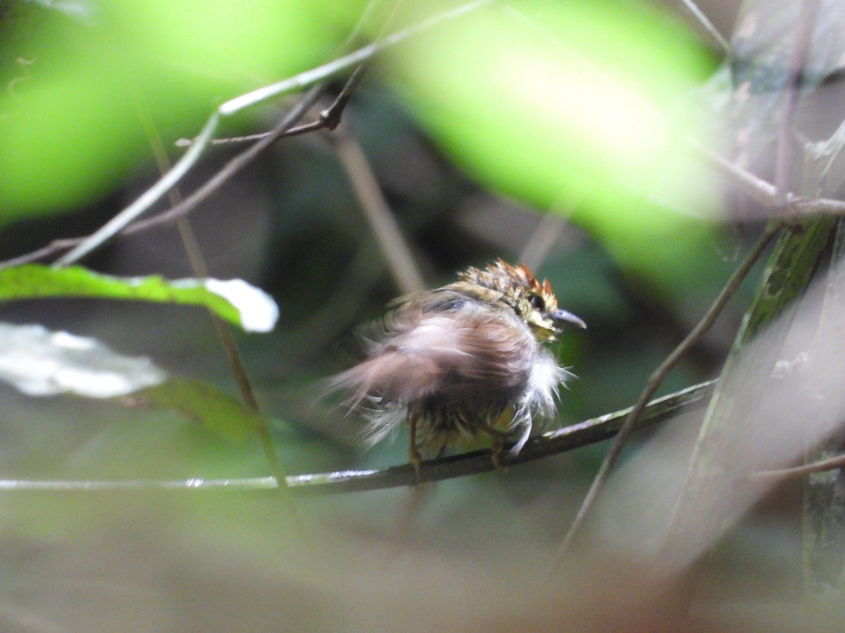 Pin-striped Tit-Babbler - ML579905831