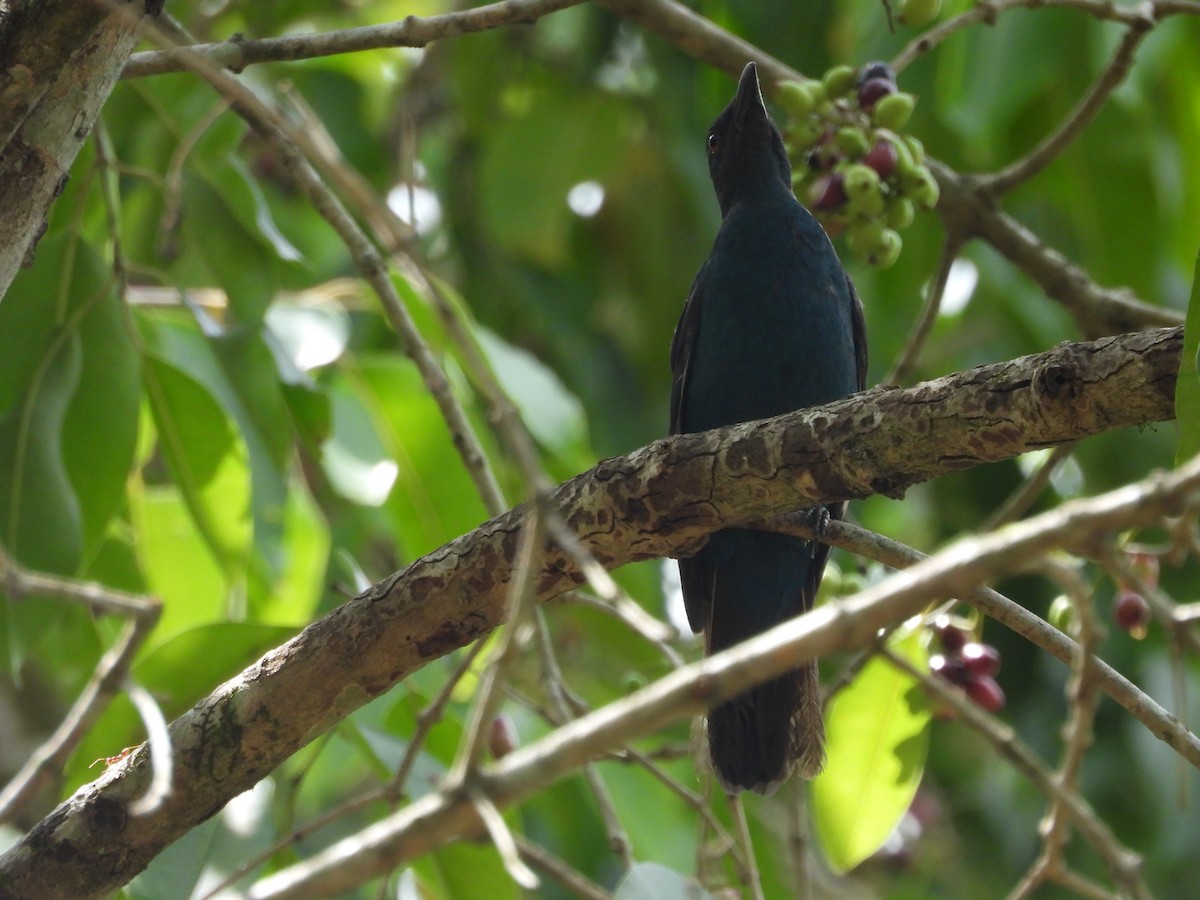 Asian Fairy-bluebird - ML579906001