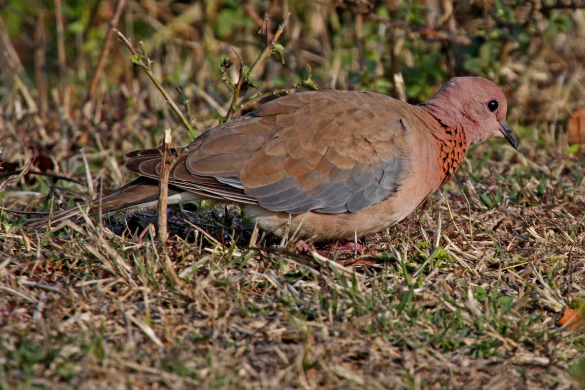 Tórtola Senegalesa - ML579906051