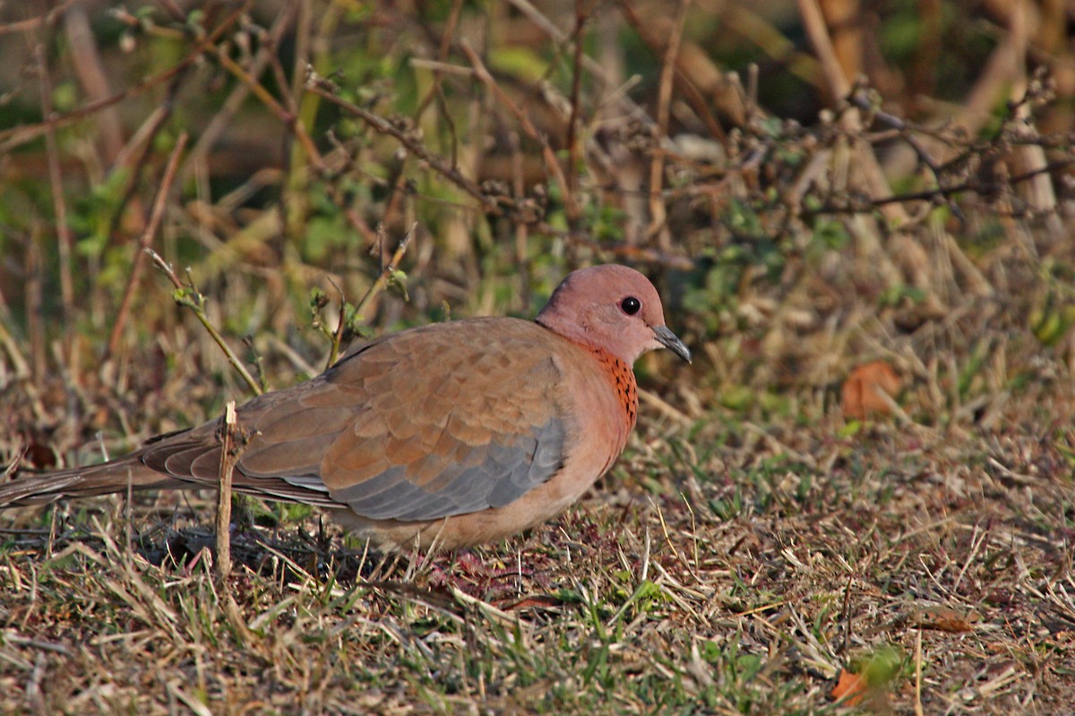 Laughing Dove - ML579906061