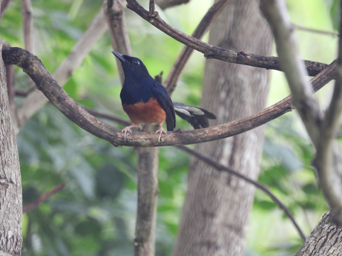 White-rumped Shama - ML579906101