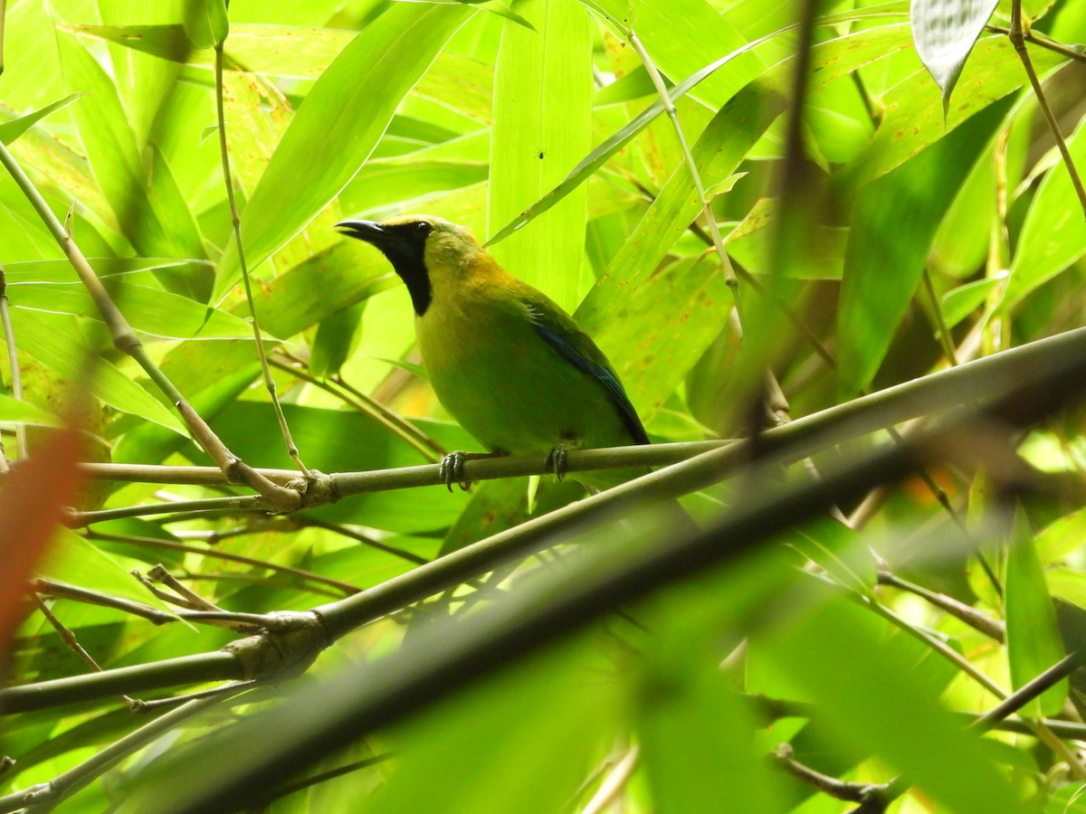 Blue-winged Leafbird - ML579906181