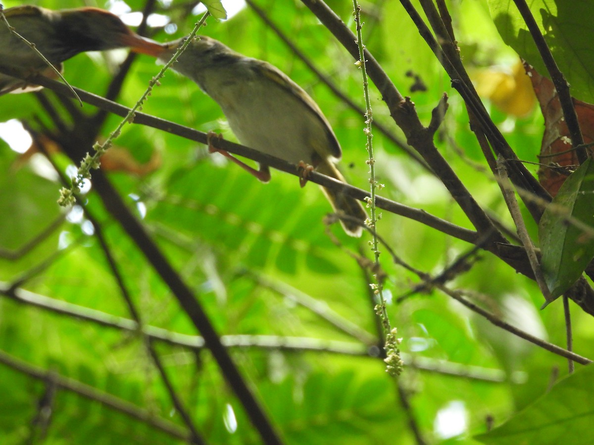 ub. fugl (Aves sp.) - ML579906231