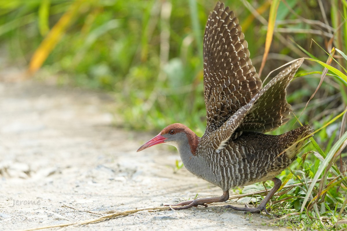 Slaty-breasted Rail - ML579906471