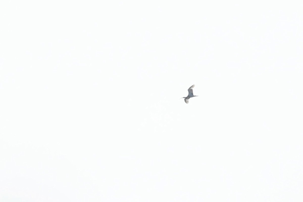 White Ibis - Jonathan Irons