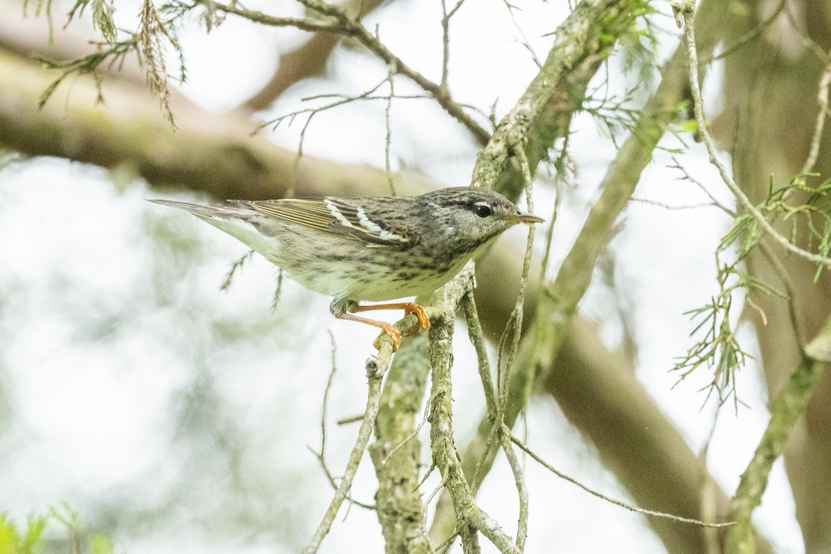 Blackpoll Warbler - ML579906931
