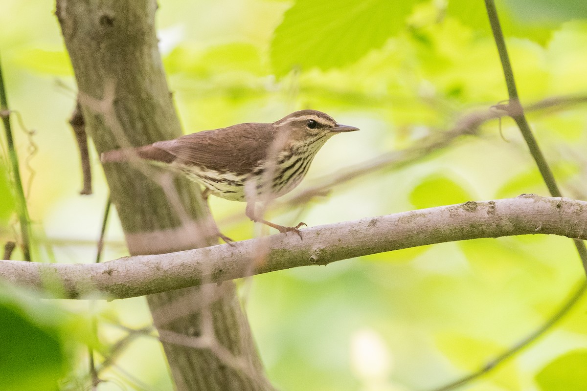 Northern Waterthrush - ML579906951
