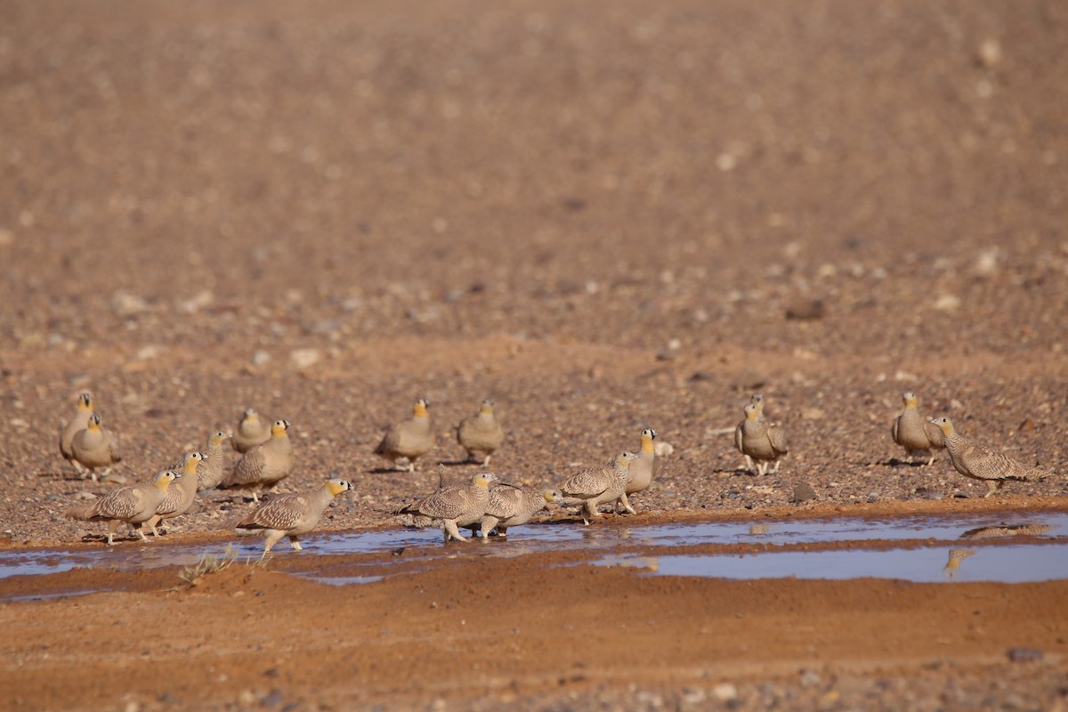 Spotted Sandgrouse - Luís Salvador