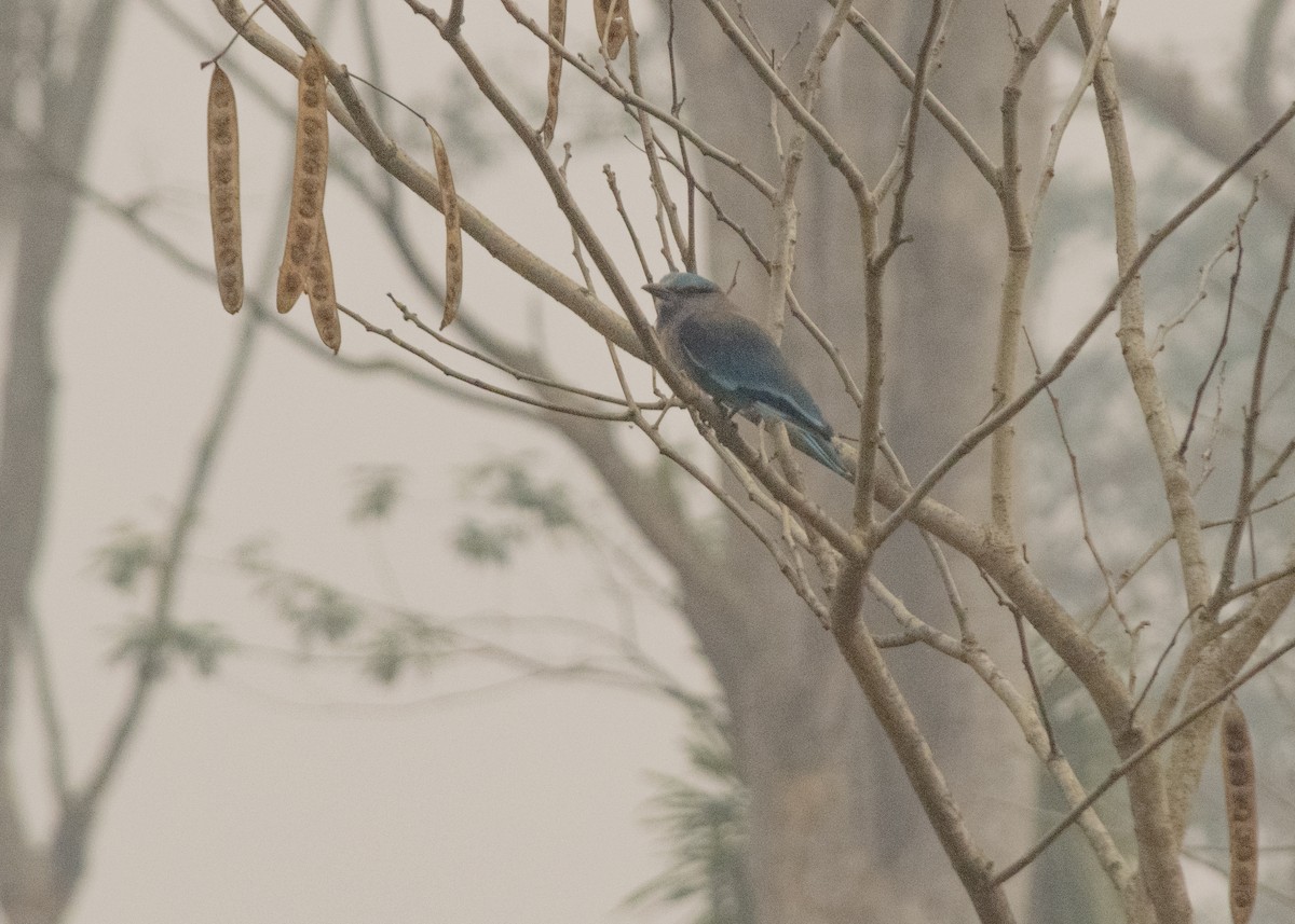 Indian x Indochinese Roller (hybrid) - ML579909571