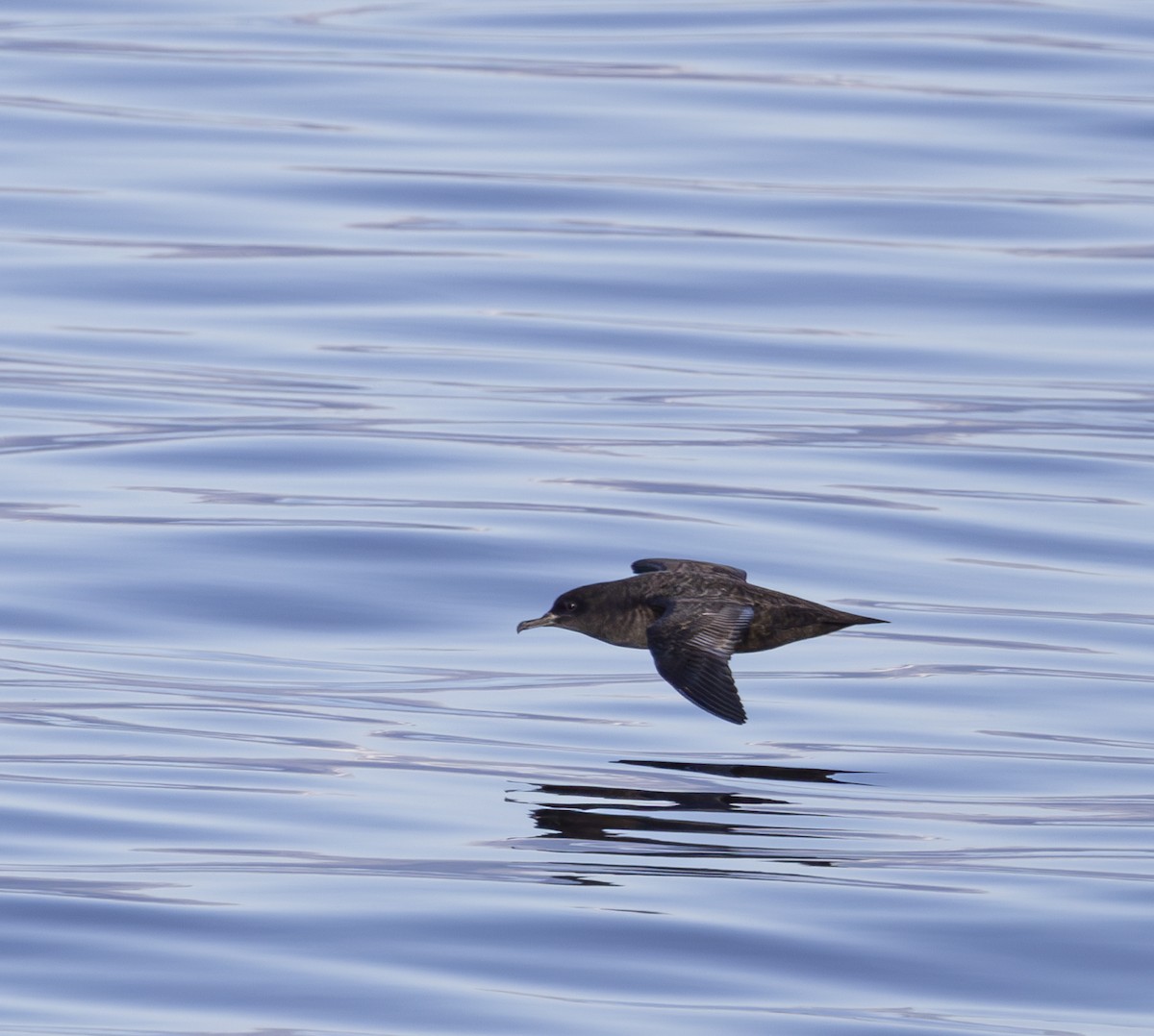 Sooty Shearwater - ML579910021