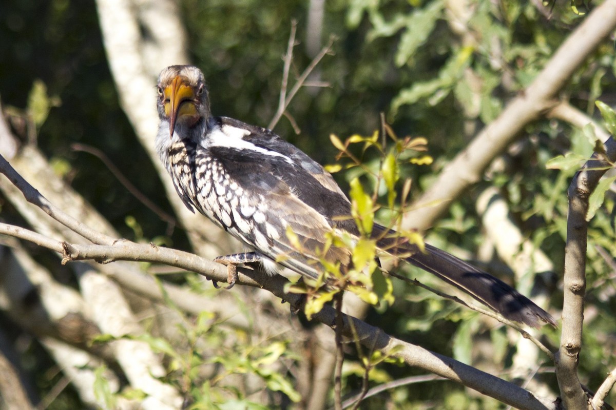 Southern Yellow-billed Hornbill - Kakul Paul