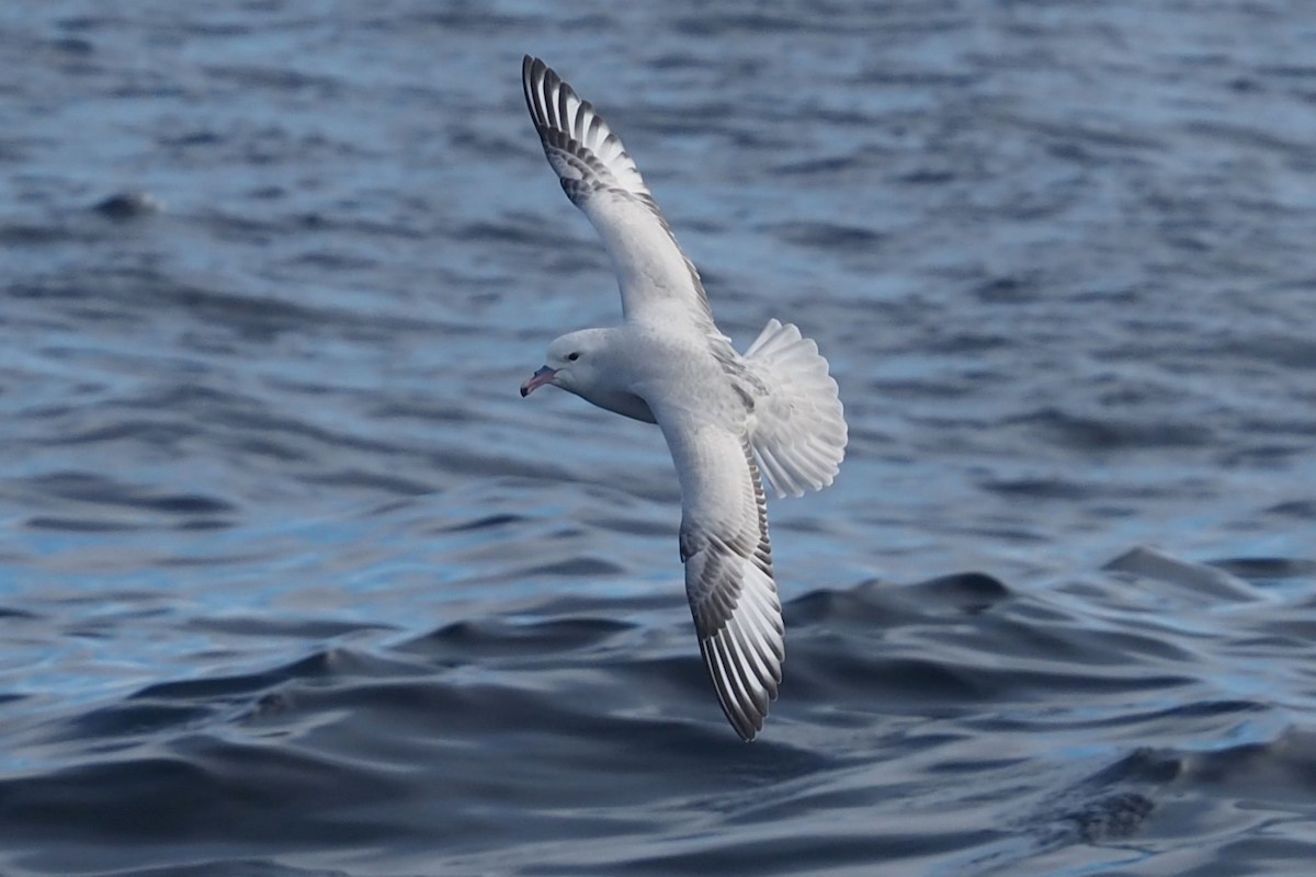 Southern Fulmar - ML579911931