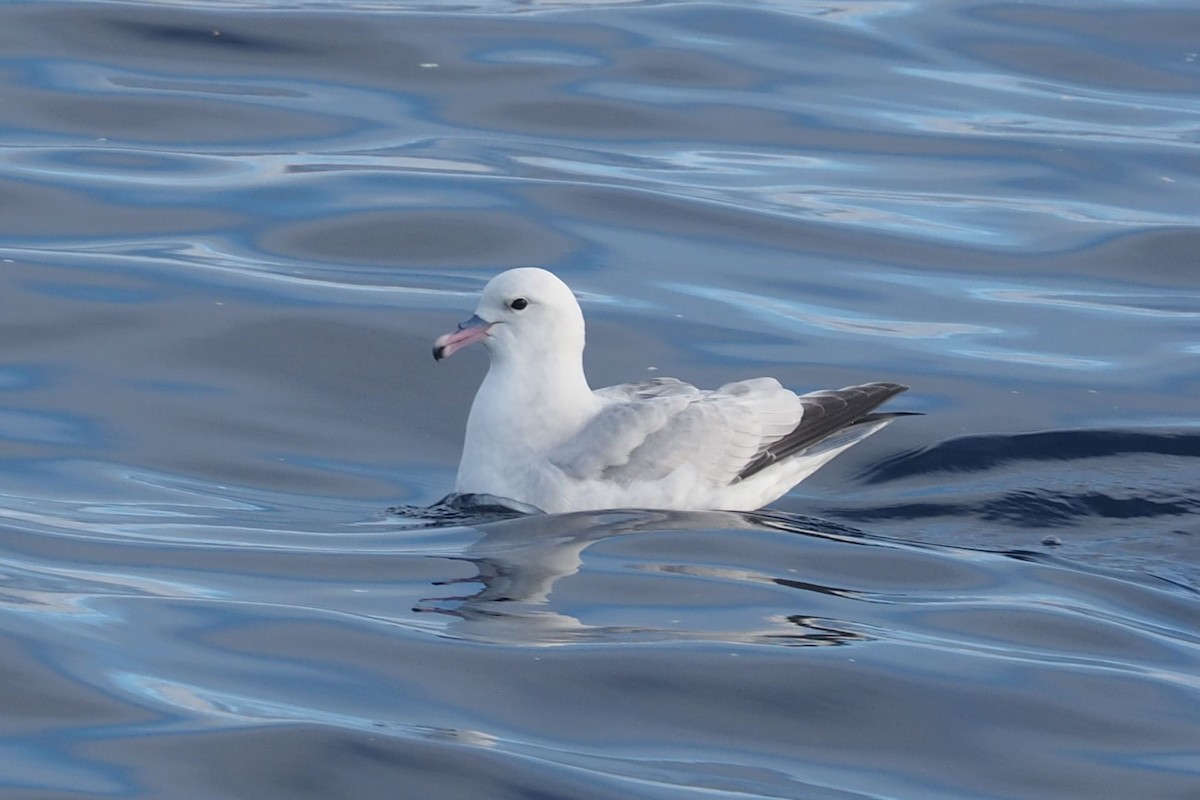 Fulmar argenté - ML579911951