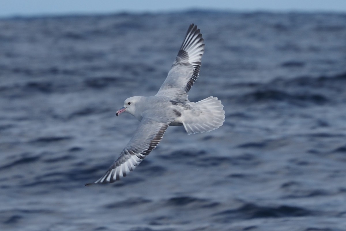 Fulmar argenté - ML579911961