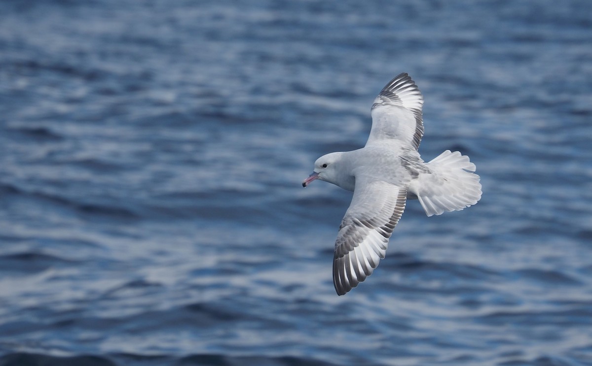 Fulmar argenté - ML579911971