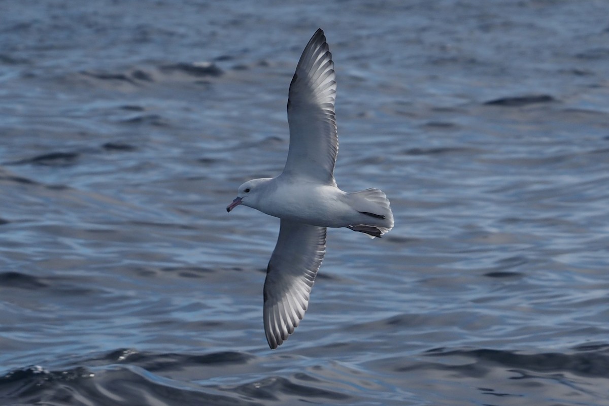 Fulmar argenté - ML579911981