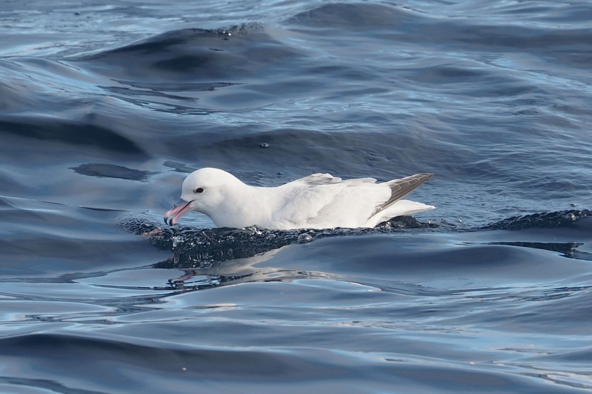 Fulmar argenté - ML579911991