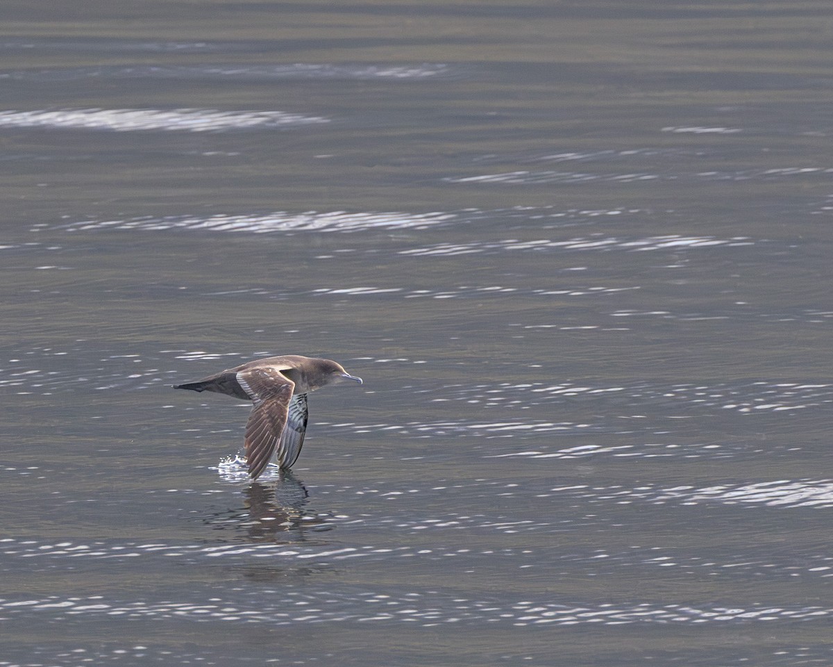 Sooty Shearwater - ML579912051