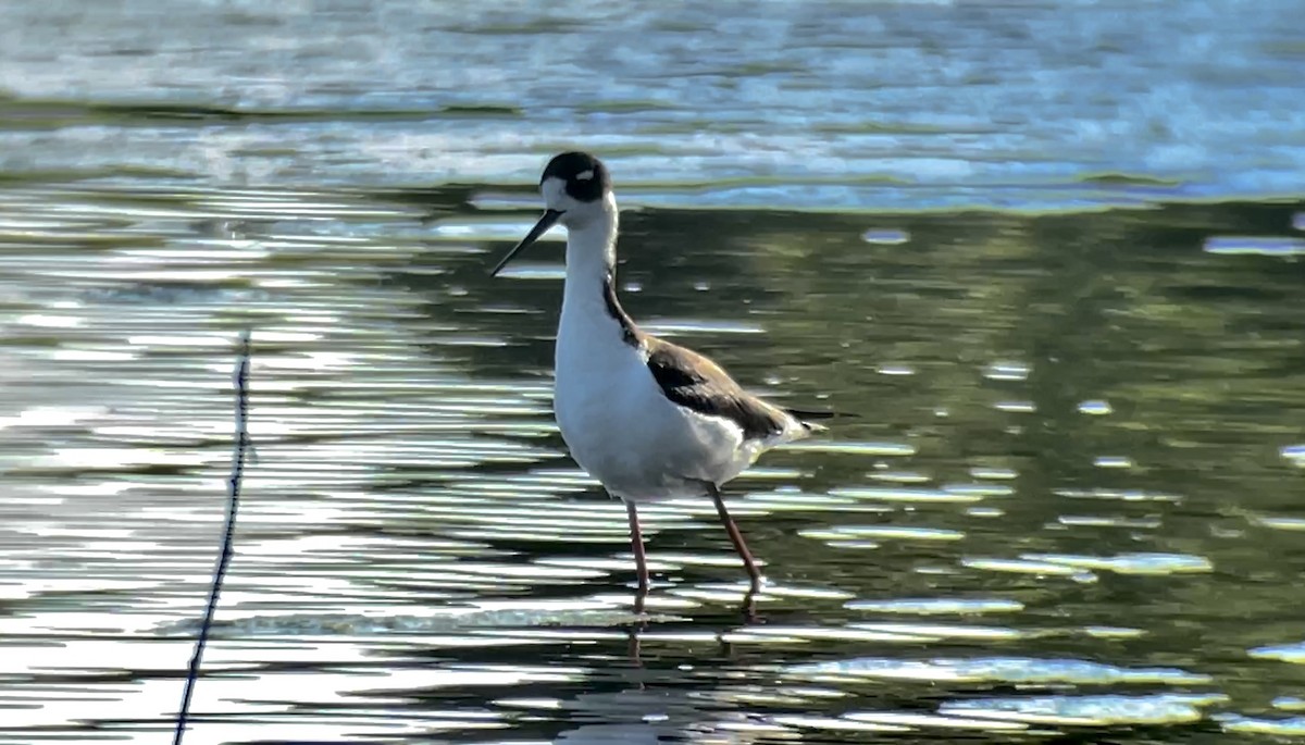 Black-necked Stilt - ML579912651