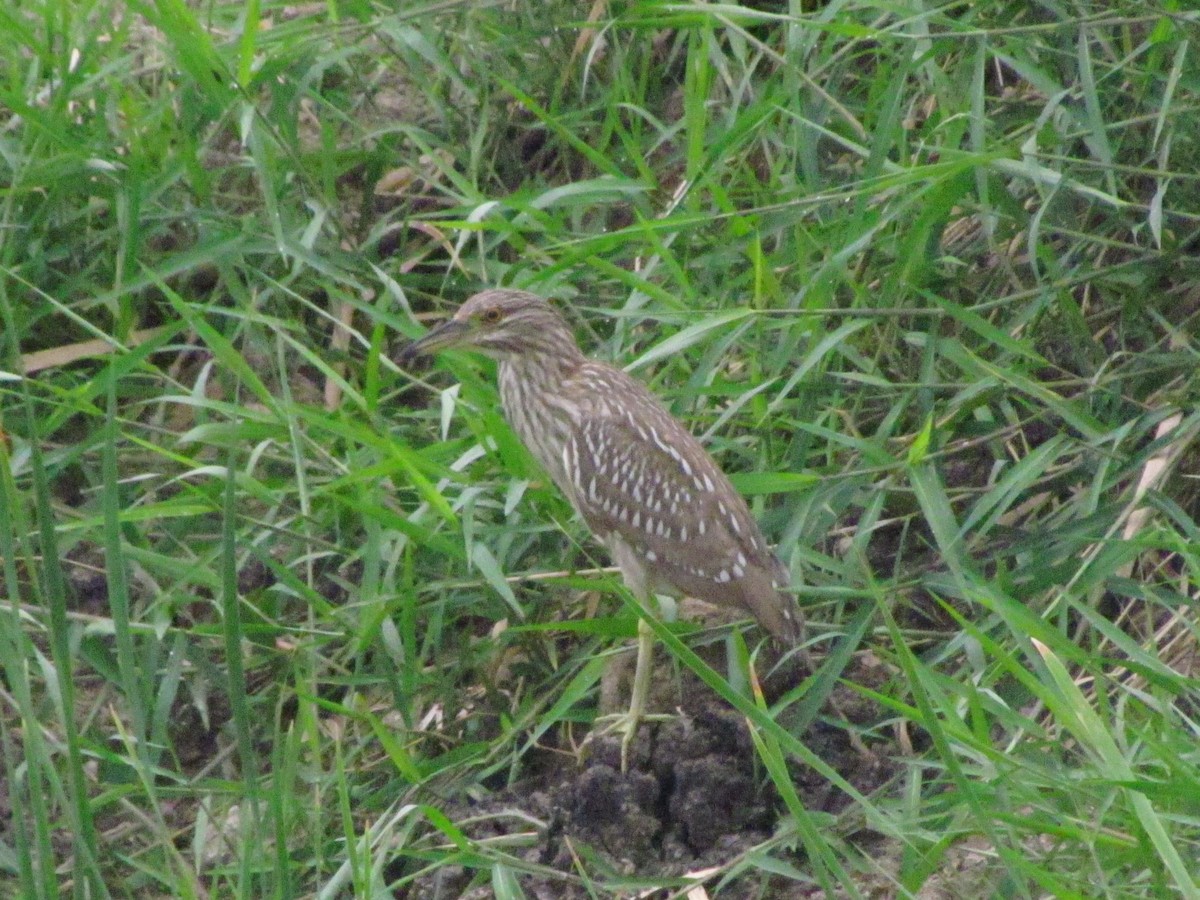 Black-crowned Night Heron - ML57991281