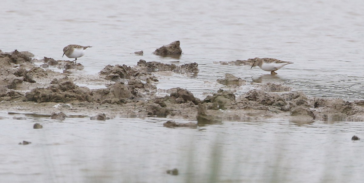 Temminck's Stint - ML579913091