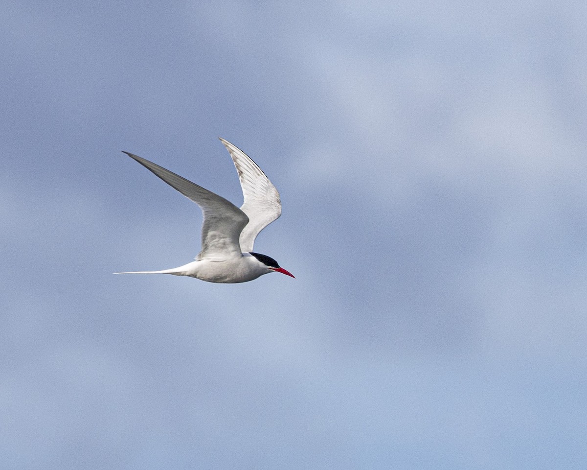 South American Tern - Per Smith
