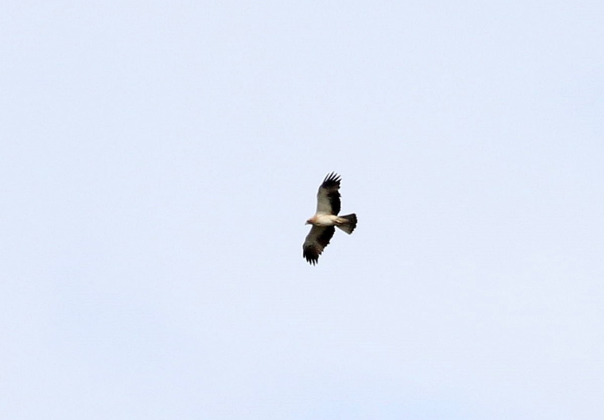 Booted Eagle - ML579916181