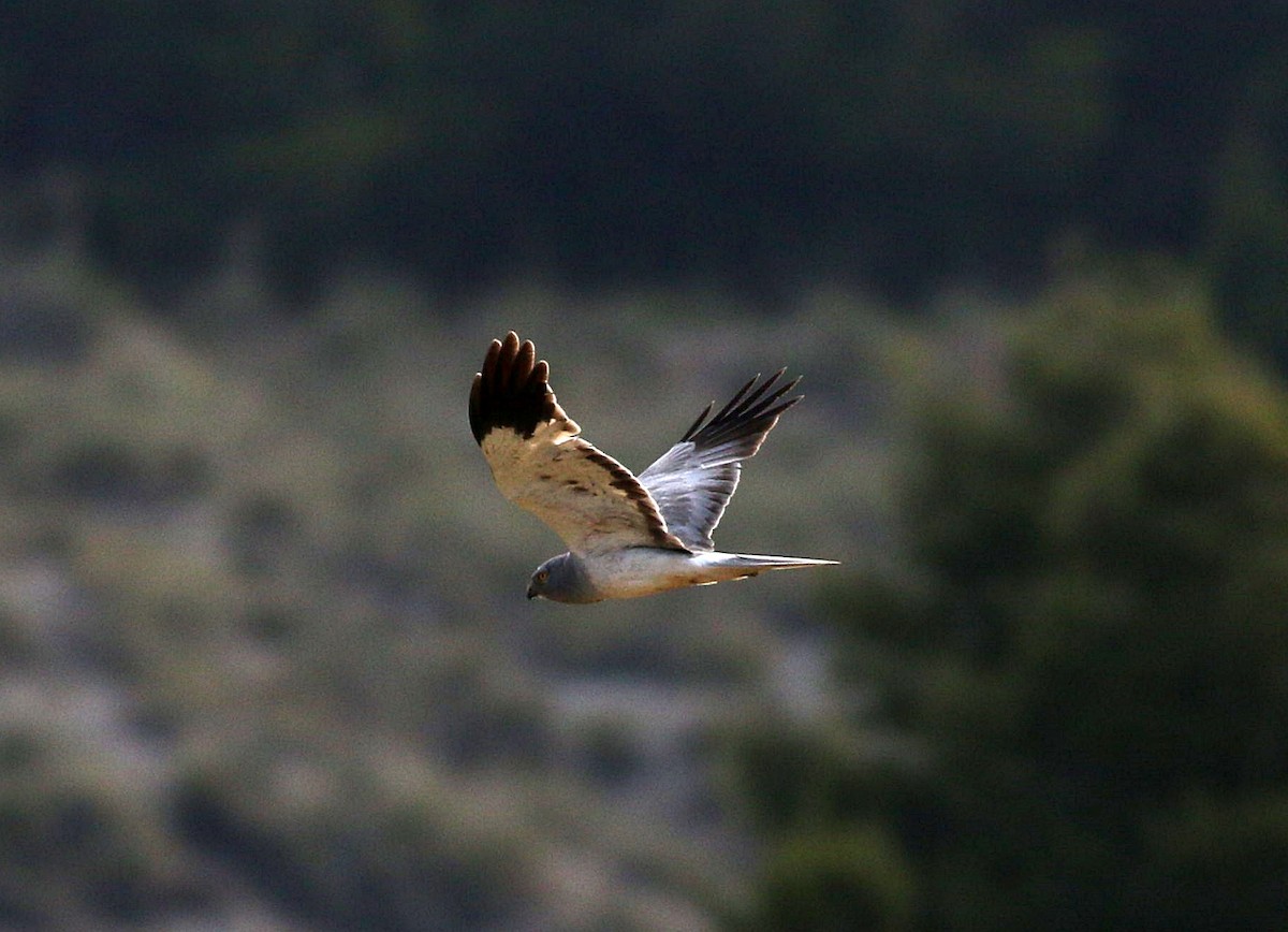 Hen Harrier - ML579916231