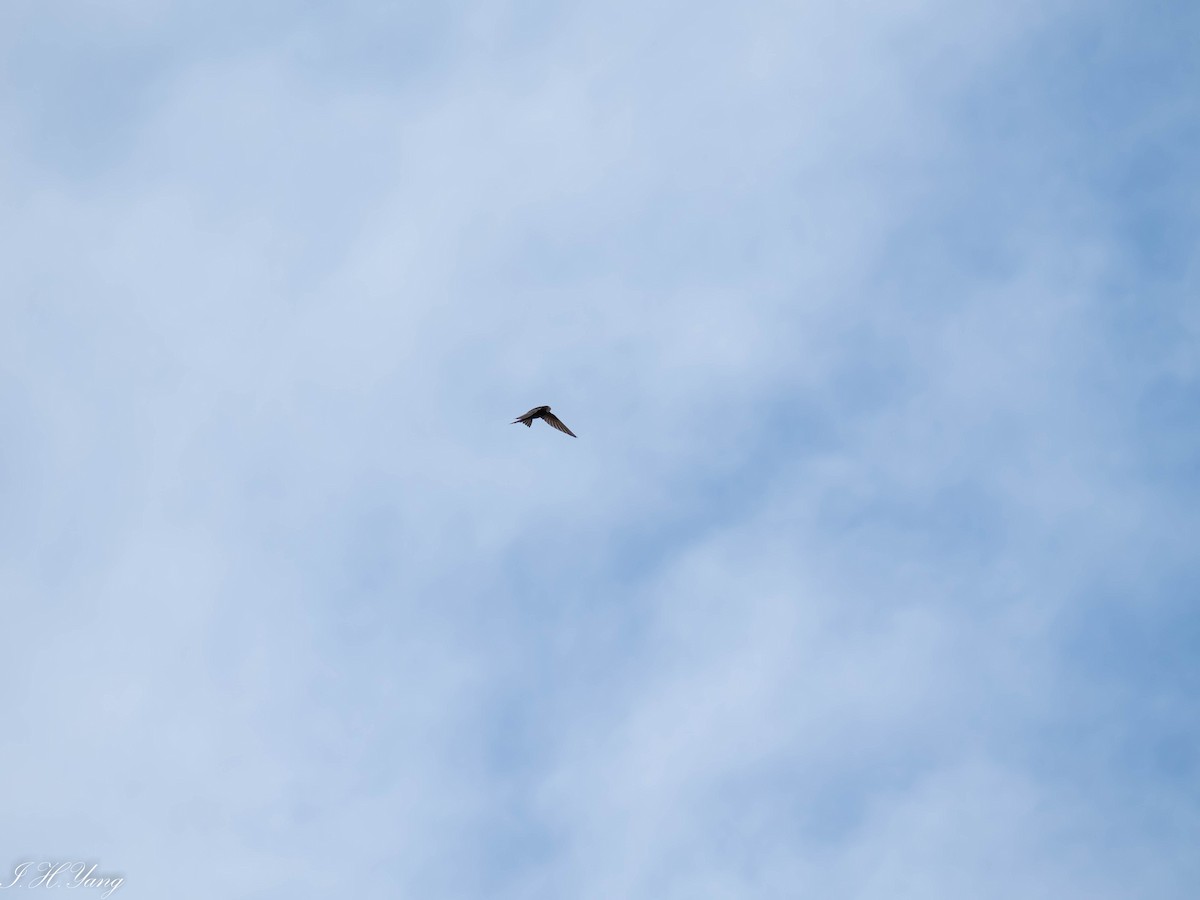 Common Swift - ML579916431