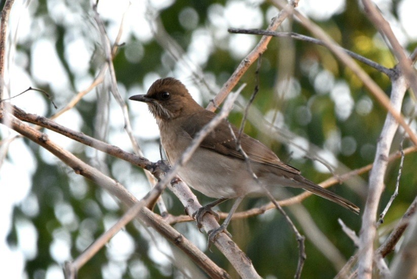 Creamy-bellied Thrush - Fernando Muñoz