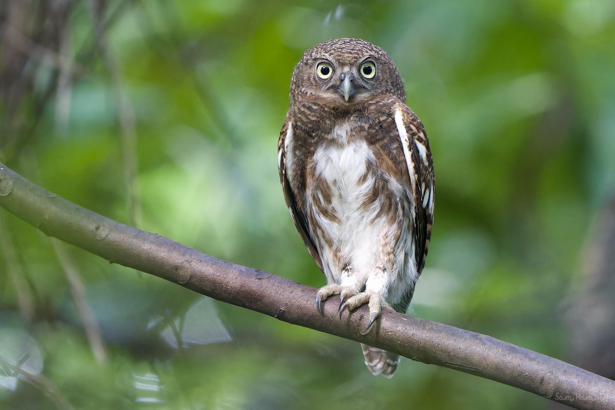 Asian Barred Owlet - Sam Hambly