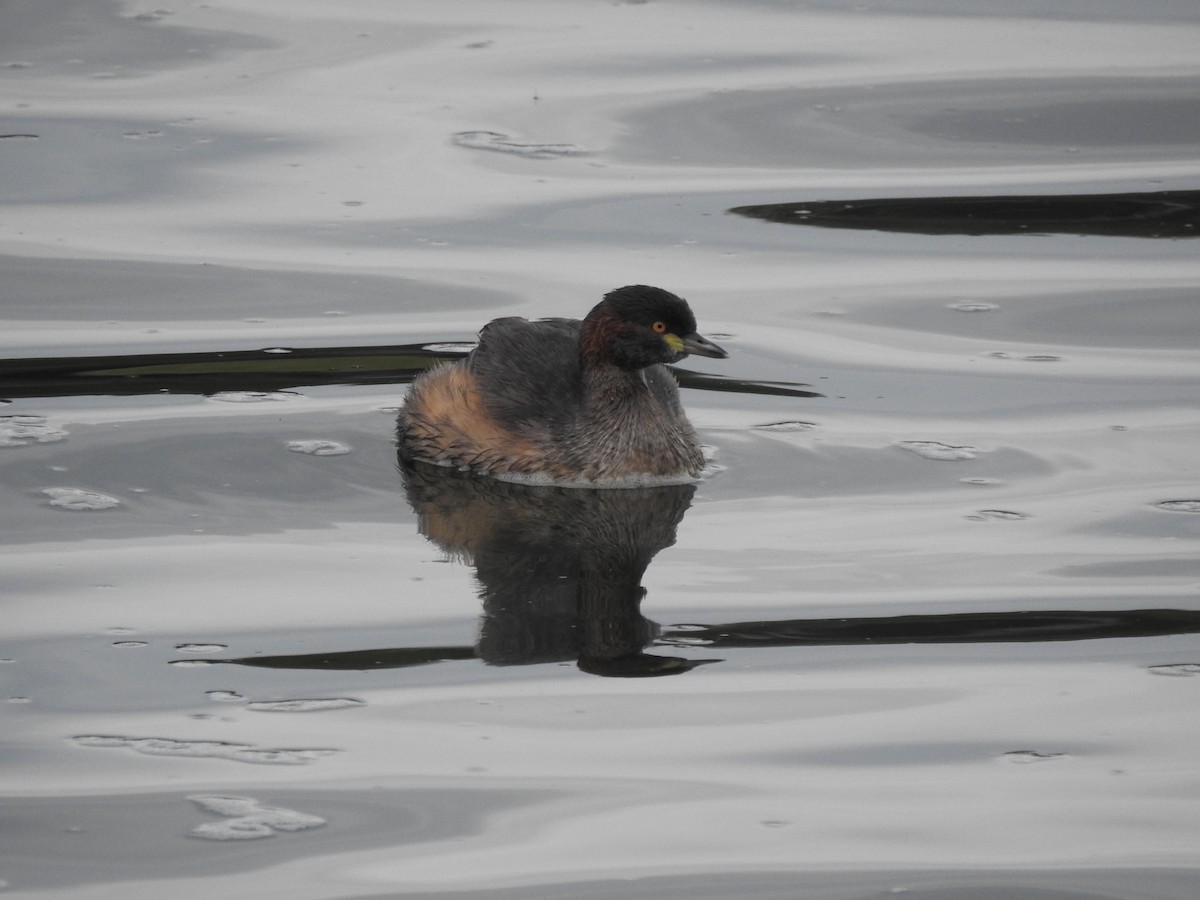 Australasian Grebe - ML579917431