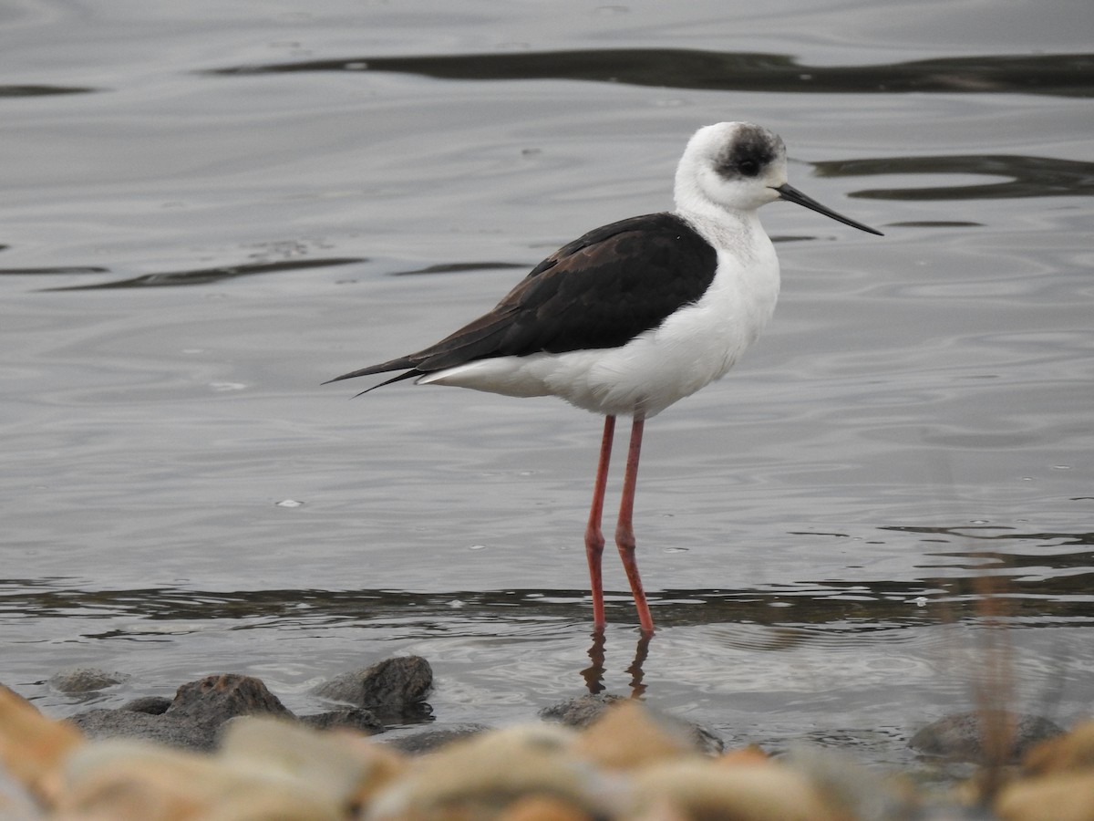 Pied Stilt - ML579917581